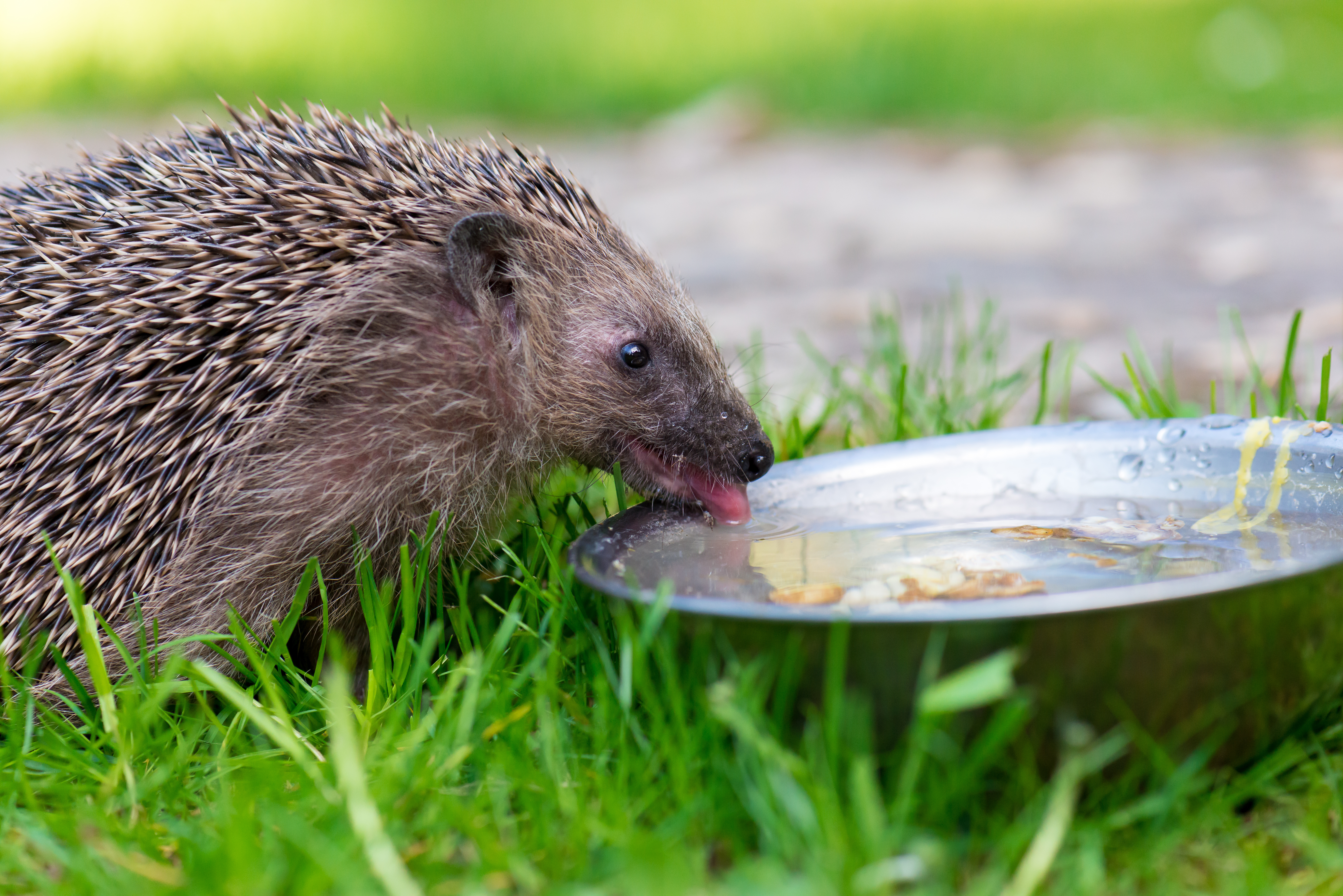 Egel die water drinkt